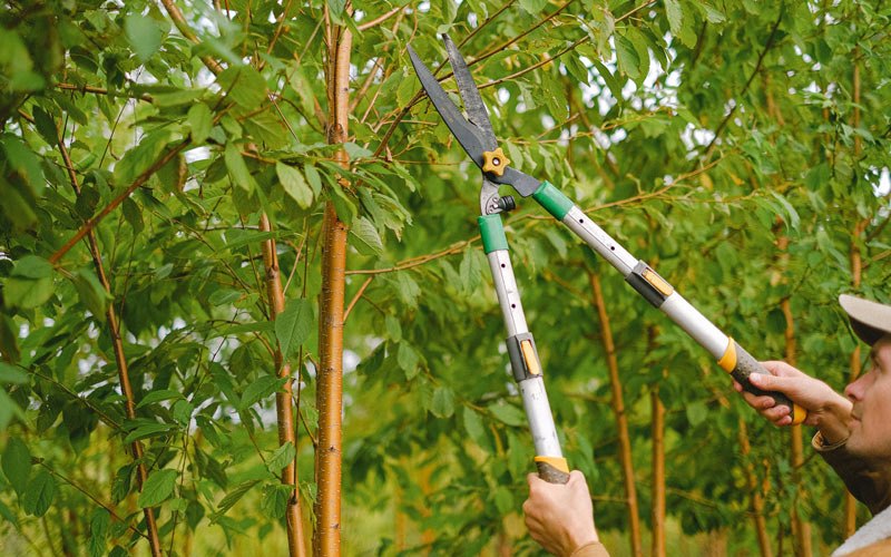 Tree trimming in Garden City, KS